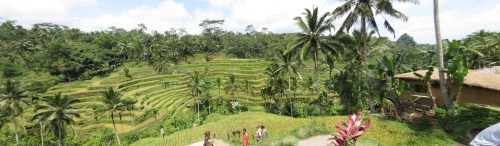Bali_Rice_Paddy_Panorama2
